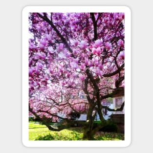 Spring - Magnificant Magnolia Sticker